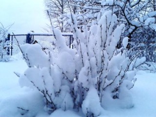 14.12.13, выпало снегу за один раз (1)