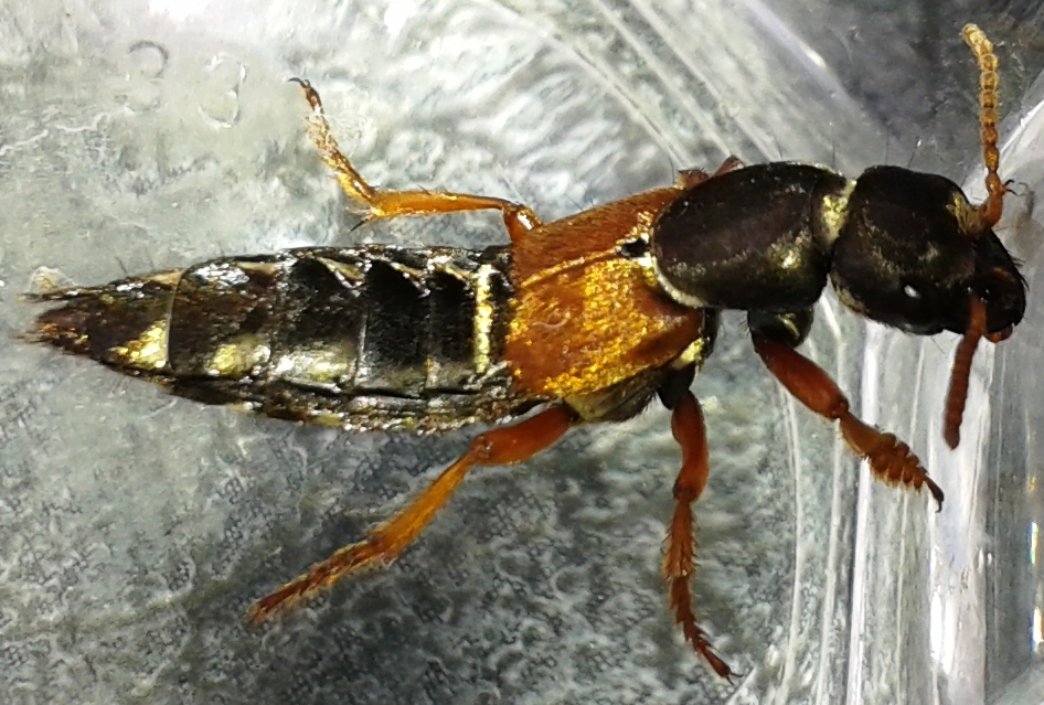 Неизвестное насекомое, длина 24 мм, из под коричневых пластин выпускает большие крылья. Фото 15.06.2013 г, Урдома.