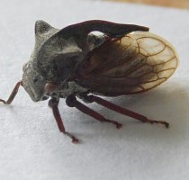 Неизвестное насекомое. Обнаружено 17.07.13 г. в Урдоме на картофельном кусту. Размером около 8 мм, панцирь на голове имеет два рога и такой же хитиновый гребень на спине. Тело под крыльями похоже на комара. При осмотре не кусалось, скакало как блоха примерно на 10 см вверх, крылья не использовало, не летало.